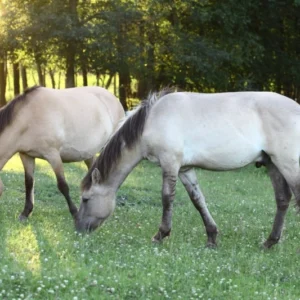 Safaris, plaukimas laivu Mozūrų ežerais ir kanalais