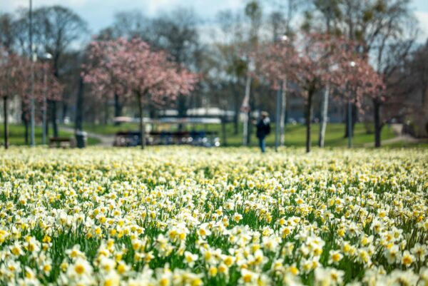 Pavasario keliais – į Dainavos kraštą. Merkinė-Druskininkai (2025.04.19)